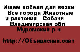 Ищем кобеля для вязки - Все города Животные и растения » Собаки   . Владимирская обл.,Муромский р-н